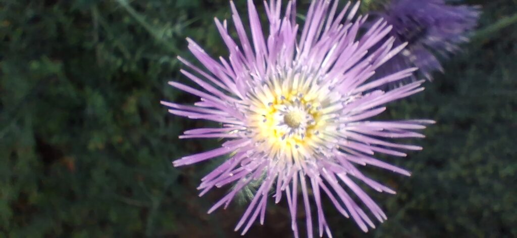 Galactites elegans (1)