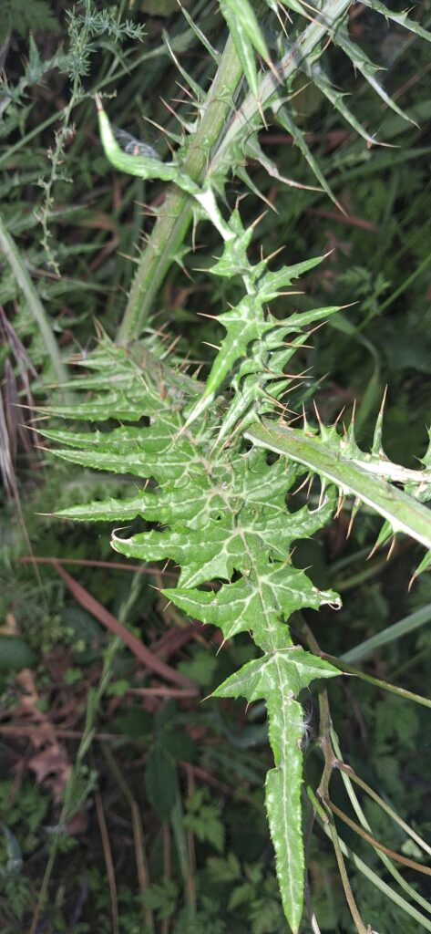 Galactites elegans (4)